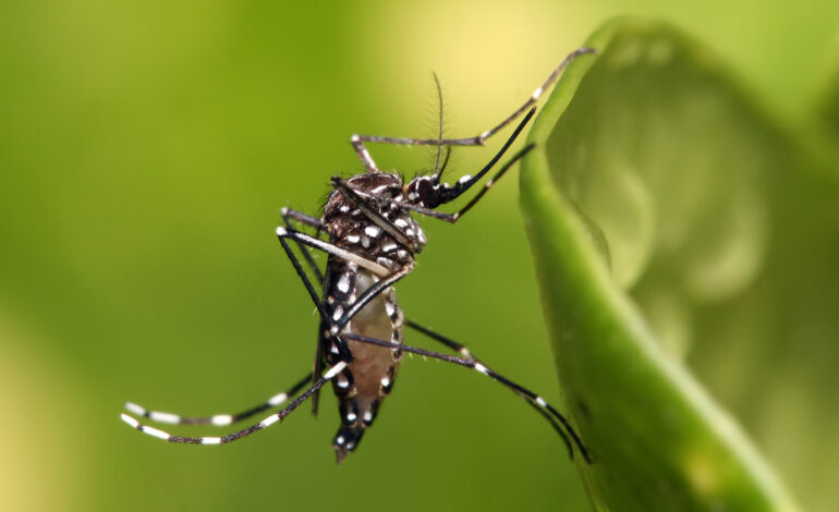 LIBERAN MOSQUITOS MODIFICADOS GENÉTICAMENTE PARA COMBATIR ENFERMEDADES