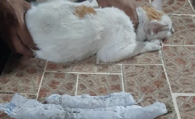 DETIENEN A UN GATO EN PANAMÁ ACUSADO DE NARCOTRÁFICO