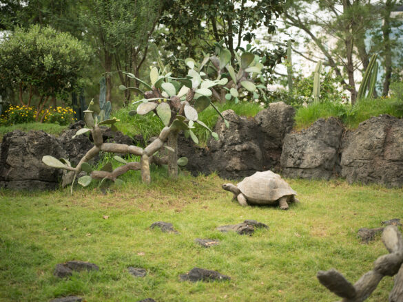 Galapagos Islands Exhibit