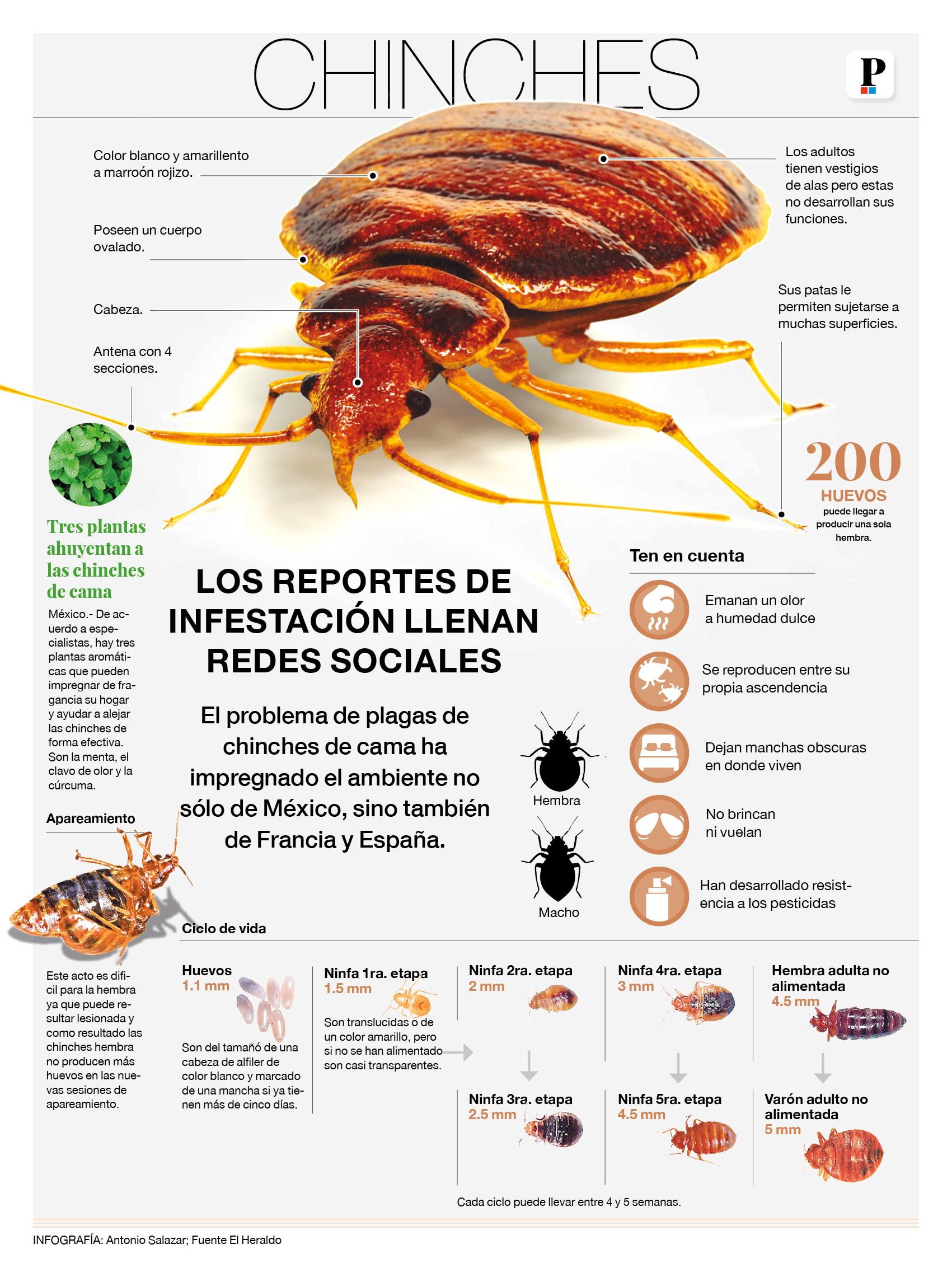 Los reportes de infestación de chinches llenan redes sociales - La ...