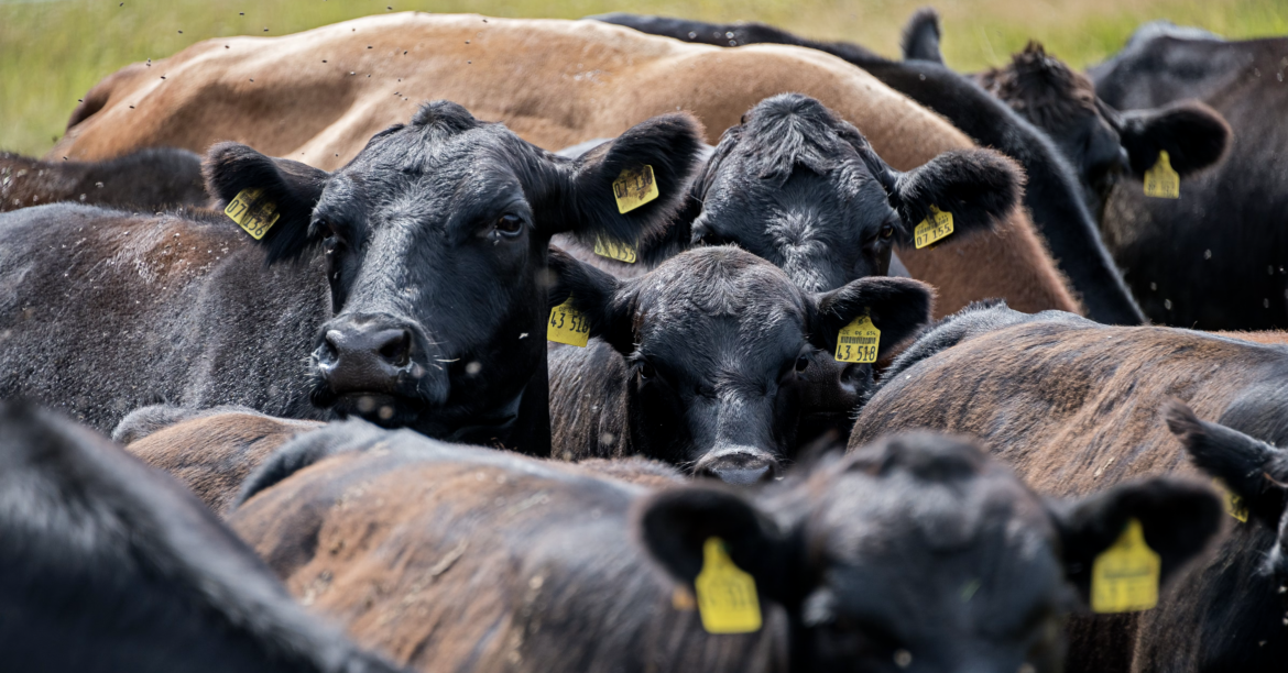 GANADO VACUNO VACAS
