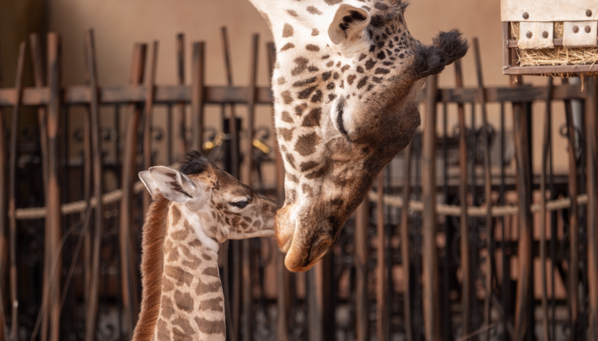 TINO GIRAFFE 2024 HOUSTON ZOO