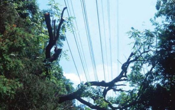 TORMENTA EN HOUSTON 5 16 20244