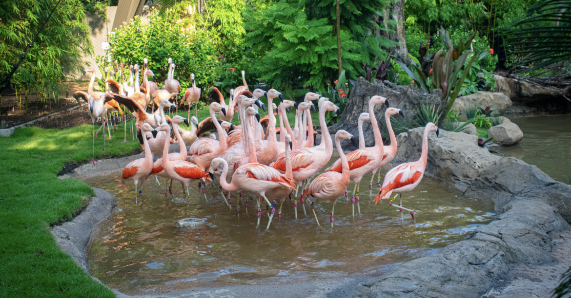 HOUSTON ZOO JUNE 2024