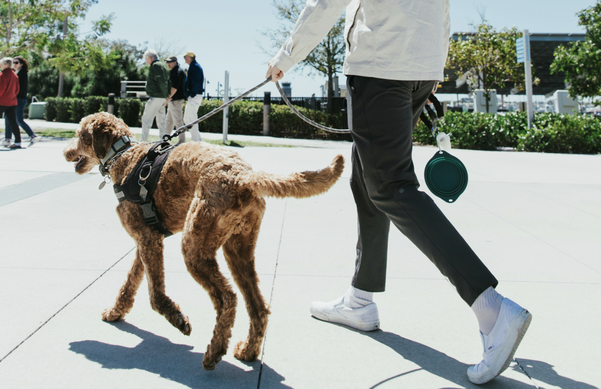 MASCOTAS CALOR 2024 adopciones a mitad de precio