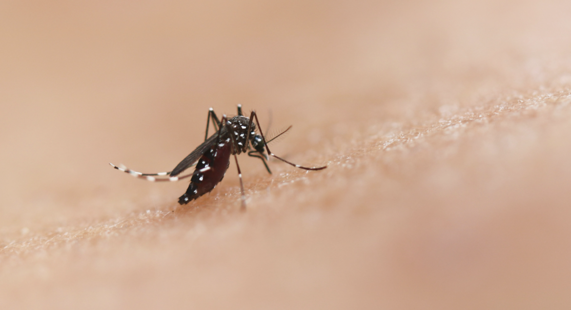 MOSQUITOS