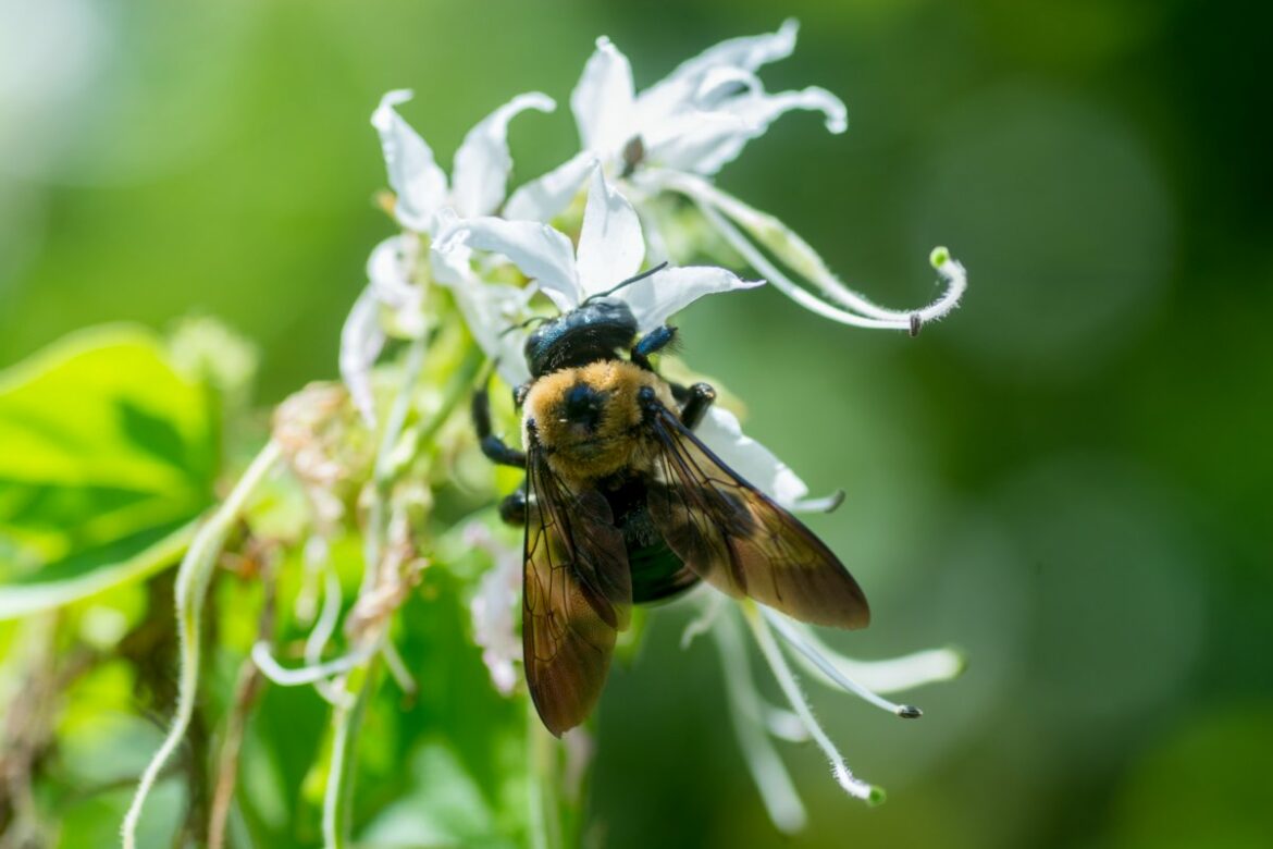 BEE avispones asesinos en houston