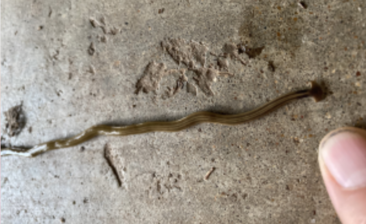 gusano martillo en houston