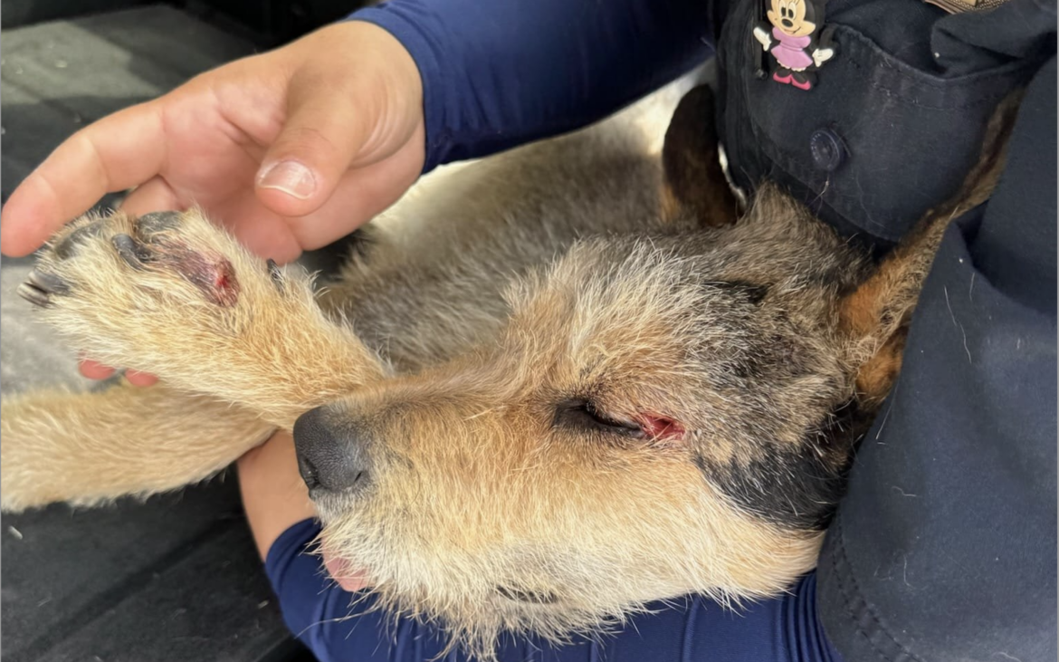 Maltrato animal Houston