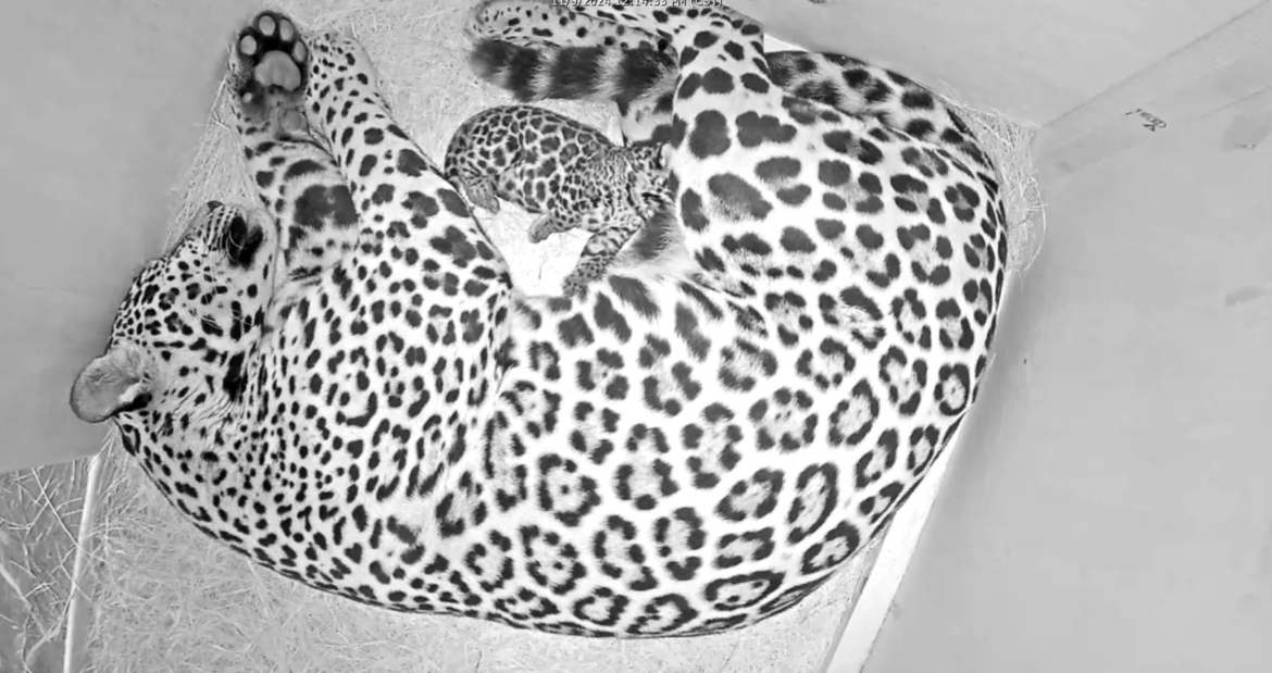 JAGUAR HOUSTON ZOO 2024