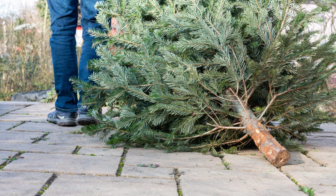 reciclaje de arbol de navidad