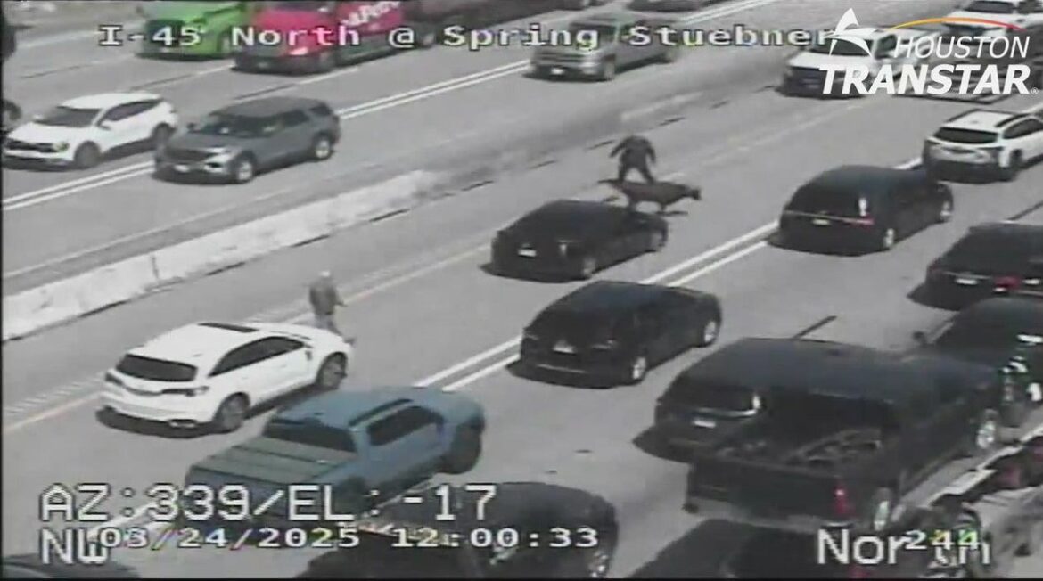 VACASEN EL 45 3 2025 Accidente de ganado en Houston