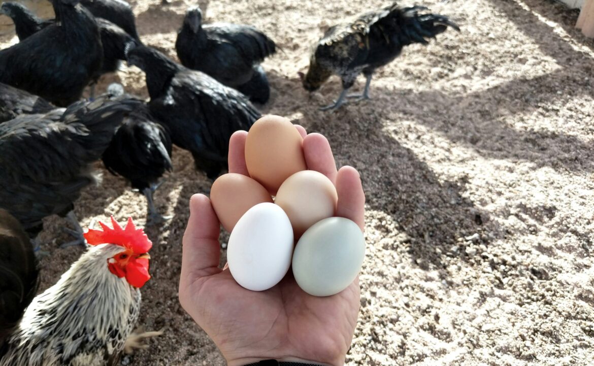 EGGS GALLINAS HUEVOS