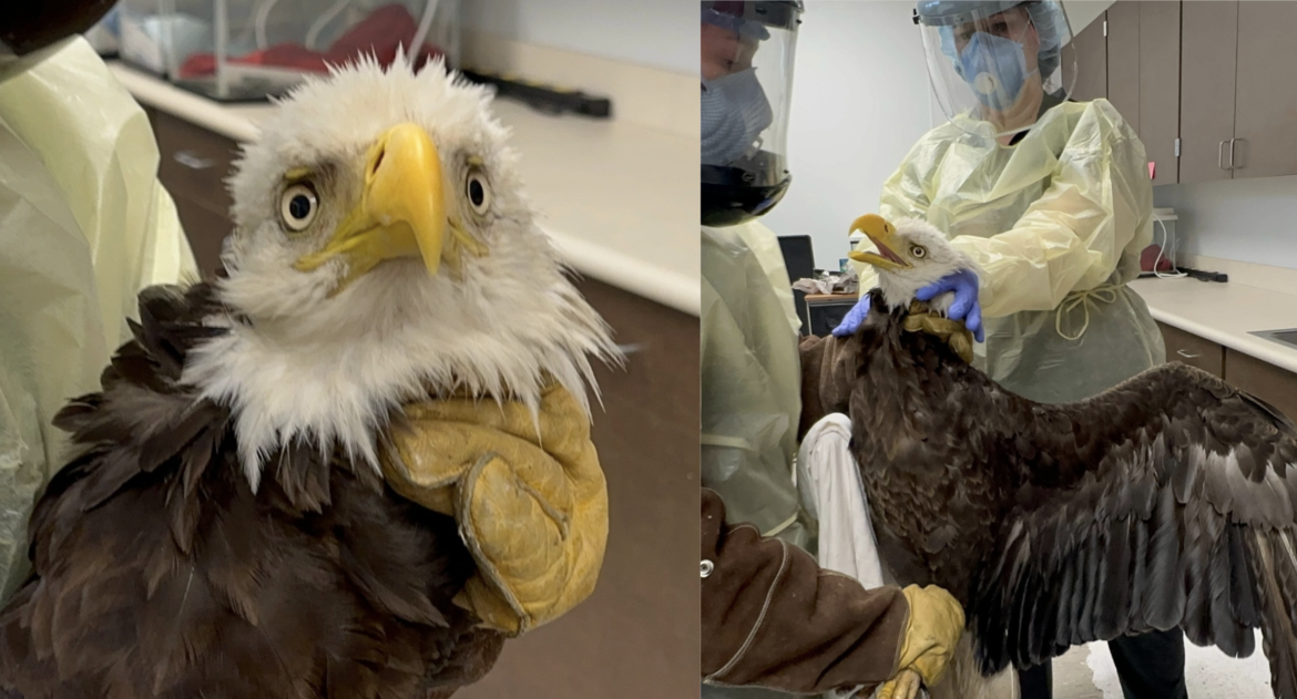 BALD EALGE HOUSTON El águila calva en Houston se recupera de accidente (2025)
