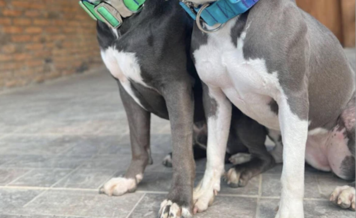 PITBULL PERRO