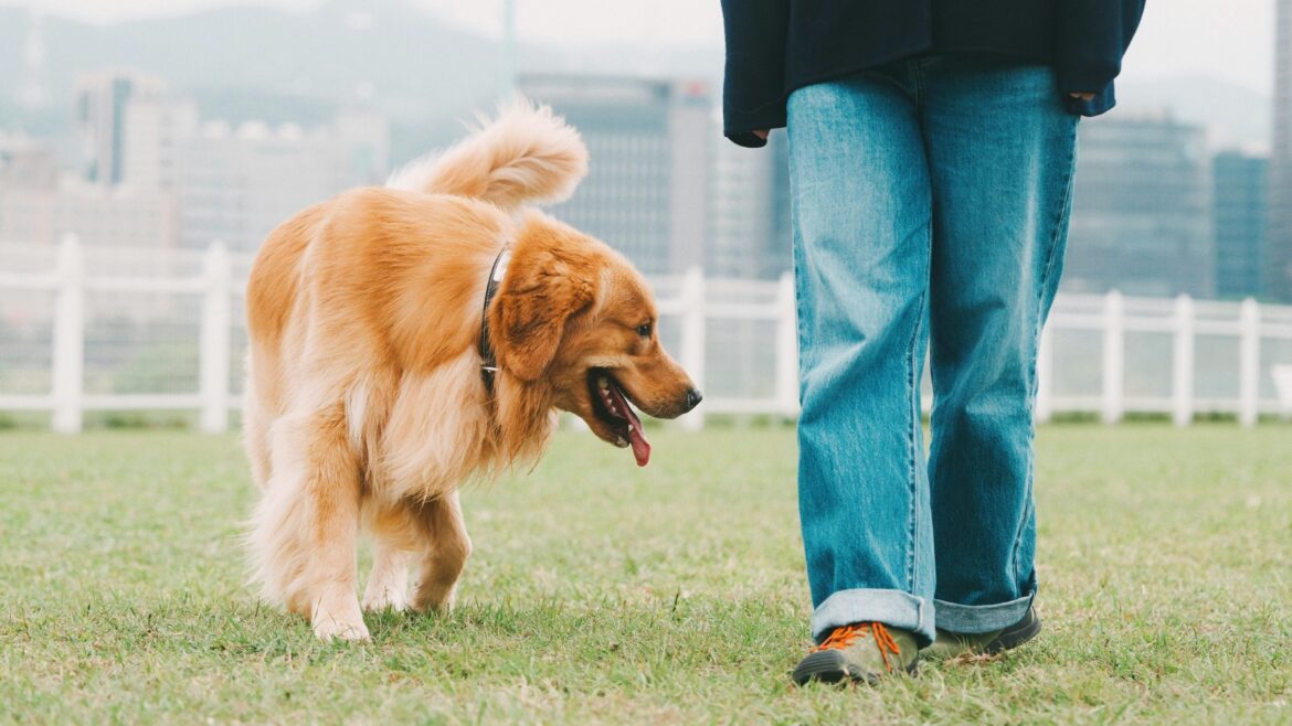 MASCOTAS PERRO cuidados para mascotas en verano