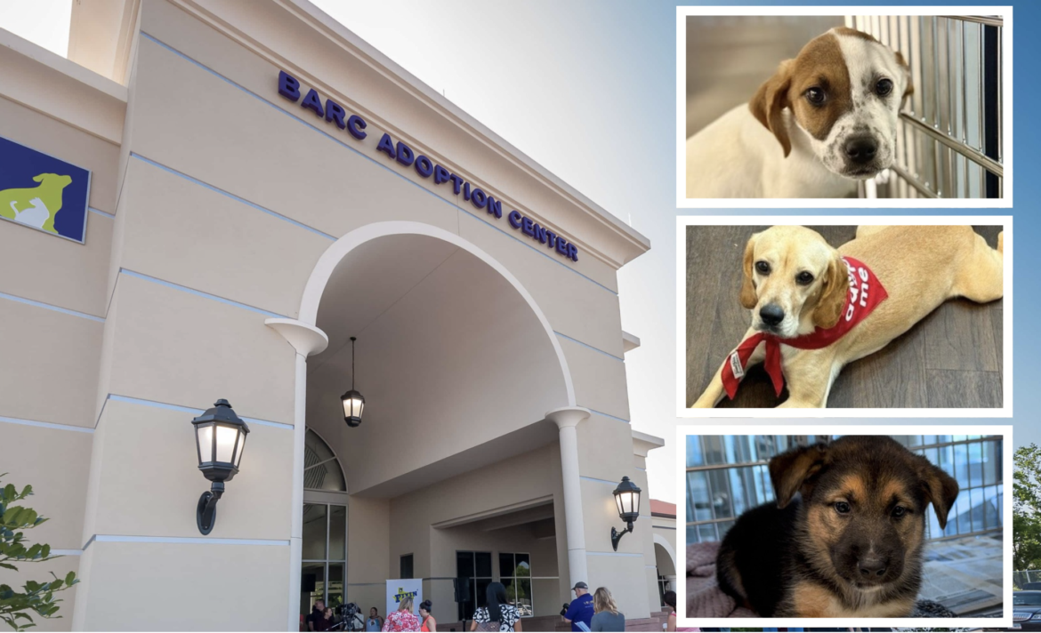 BARC HOUSTON 2025 Adopciones de mascotas en Houston por solo $10 y $20