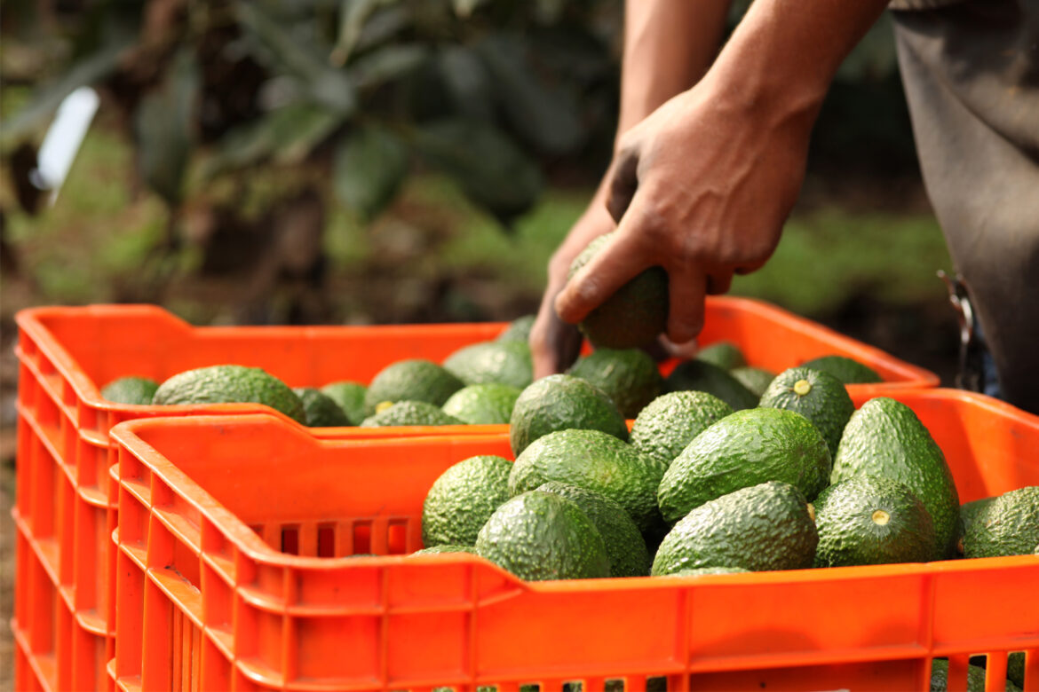 aguacate Impacto económico en Houston por aranceles de Trump a México