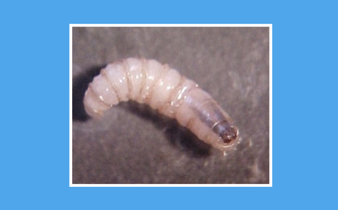GUSANO BAERRNADOR
