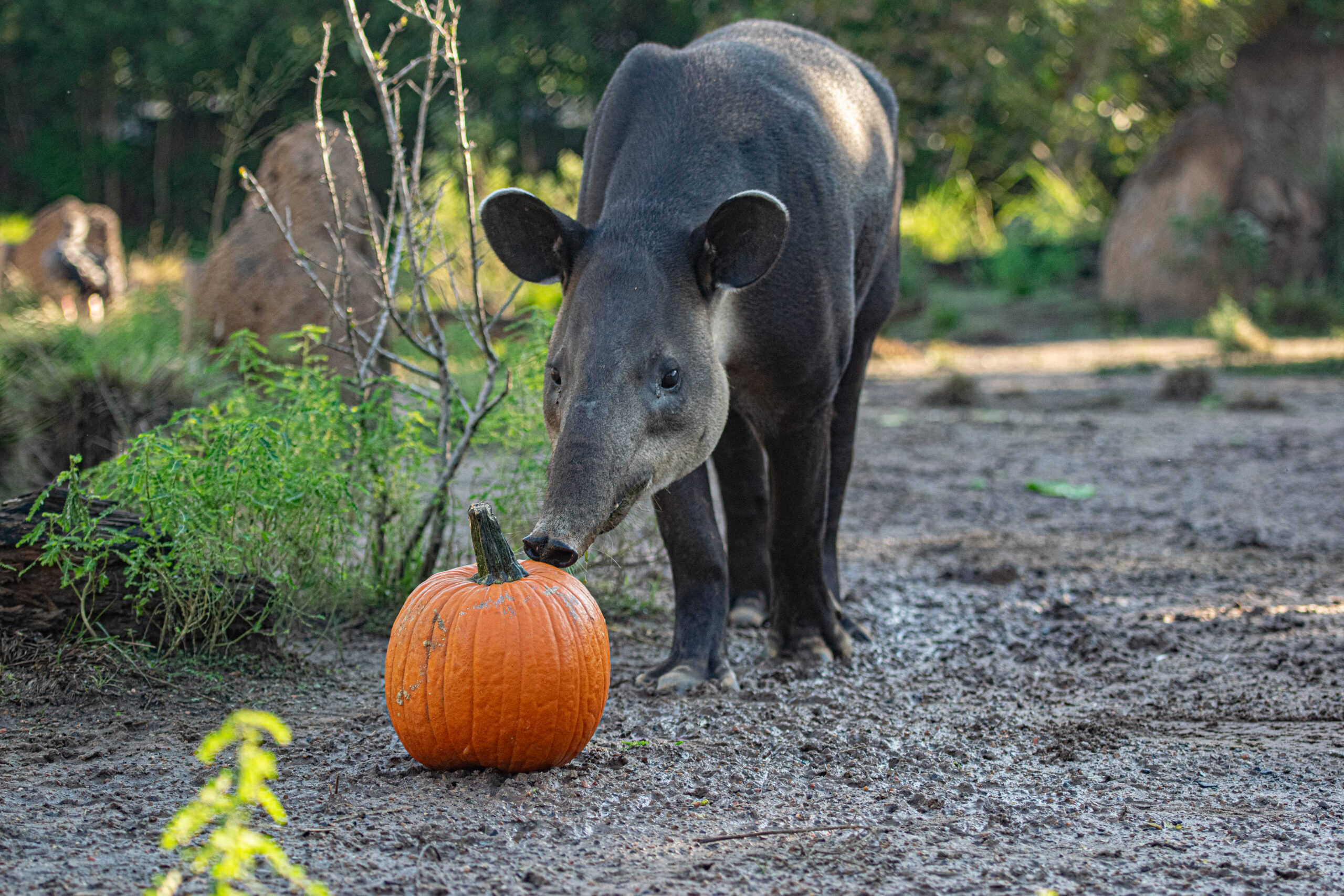 Decoraciones y calabazas de Zoo Boo en el Zoológico de Houston